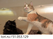 An active calico cat with white, red and grey spots, standing on a mat with one front paw raised in a playful or alert gesture. Her pink nose and bright green eyes give her expression a curious and lively look. A light collar with a pattern is visible on her neck. In the background is a fluffy black cat lying down and observing the action. The background is blurred, a neutral beige shade, which highlights the cats as the main subjects of the frame. Стоковое фото, фотограф Анна Кривицкая / Фотобанк Лори