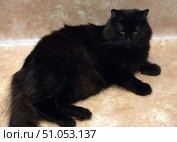 A large black fluffy cat with thick long fur and green eyes lies on a beige floor. Its fur is shiny and has a slight brownish tint in the light. The cat has a powerful build and an expressive face with long black whiskers. The look is calm and a little thoughtful. The background is neutral, does not distract attention from the animal. The lighting is soft, emphasizing the texture and volume of the fur. Стоковое фото, фотограф Анна Кривицкая / Фотобанк Лори