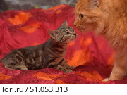 Two cats on a red satin blanket with a floral pattern. On the left is a small tabby kitten lying on its belly, looking up at the older cat. On the right is a fluffy ginger cat with long hair, looking intently at the kitten. Their muzzles are close together, creating a touching scene of acquaintance or communication. The atmosphere of the frame is warm and homely, with an emphasis on trust and curiosity between the animals. Стоковое фото, фотограф Анна Кривицкая / Фотобанк Лори