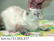 A cream-colored longhair cat with blue eyes and dark markings on her face, ears and paws lies on a bright multi-colored blanket. Her thick fur looks soft and fluffy, creating a feeling of warmth and coziness. A human hand gently strokes the cat's head, giving the frame an atmosphere of care and trust. The cat slightly squints her eyes, enjoying the moment and showing calmness and acceptance. The background is neutral, allowing the focus to be on the pet and the emotional scene. Стоковое фото, фотограф Анна Кривицкая / Фотобанк Лори