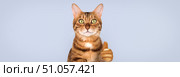Bengal cat with thumb up on blue background. Стоковое фото, фотограф Светлана Султанаева / Фотобанк Лори