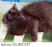 A fluffy black cat with long fur lies on a green and white striped mat. The animal has turned its head to the side, sticking out its tongue and licking its nose, which gives the photo a lively and playful feel. Its thick, shiny fur shimmers beautifully in the light, and its bright yellow eyes contrast with its dark coloring. The background is slightly blurred, allowing the focus to be fully on the expressive image of the cat. Стоковое фото, фотограф Анна Кривицкая / Фотобанк Лори