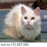 A snow-white long-haired cat with large yellow-green eyes lies on the floor, looking straight into the camera with a slightly wary expression. Its thick, fluffy fur is neatly fluffed up, giving the animal a particularly elegant and gentle look. On its face, next to its eye, a small trace of recent treatment is noticeable, which gives the photo a touch of touchingness and emphasizes its vulnerability. The background is soft and unobtrusive, with elements of gray-blue shades, which makes the cat's white fur especially expressive. Стоковое фото, фотограф Анна Кривицкая / Фотобанк Лори