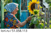 Бабушка ухаживает за подсолнухом, который вырос в огороде. Grandmother is taking care of a sunflower that grew in the garden. Стоковое AI-изображение, AI-художник Смирнова Светлана / Фотобанк Лори