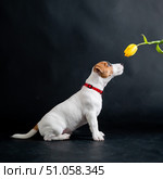 Woman teases funny puppy with flower in studio. Little mischievous dog hunts for a tulip on a black background. Female hand plays with jack russell terrier. Стоковое фото, фотограф Михаил Решетников / Фотобанк Лори