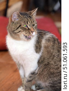 A tabby cat with a white chest and paws sits on the floor indoors, slightly turning its head to the side. Its yellow-green eyes add expressiveness to its look, and its slightly open mouth creates the impression that it is meowing or commenting on something. Its fur is thick, with a characteristic tabby pattern on its back and sides. In the background, blurred interior elements are visible - a red pillow and a wooden floor, which gives the frame a warm, homely atmosphere. Стоковое фото, фотограф Анна Кривицкая / Фотобанк Лори