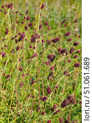 Кровохлёбка лекарственная. Sanguisorba officinalis. Стоковое фото, фотограф Александр Тараканов / Фотобанк Лори