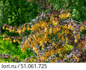 Blooming European Barberry (Berberis vulgaris) in garden. Цветение барбариса. Стоковое фото, фотограф Roman B. / Фотобанк Лори