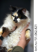 A fluffy tricolor cat in a person's hands against a dark background. The fur is long and thick, with contrasting spots of white, black and red shades. A unique pattern is noticeable on the muzzle: a black mask around the eyes and nose, turning into a dark spot on the chin. Yellow expressive eyes give the cat a thoughtful, slightly wary look. The paws are fluffy, with soft coloring in beige-red and dark tones. The light softly highlights the texture of the fur, emphasizing its fluffiness and volume. The atmosphere of the frame conveys the warmth of human hands and the fragility of the animal's trust. tricolor cat. Стоковое фото, фотограф Анна Кривицкая / Фотобанк Лори