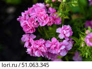 Orange phlox flowers in the garden. Pink bouquet of small flowers. Стоковое фото, фотограф Valeriy Lushchikov / Фотобанк Лори