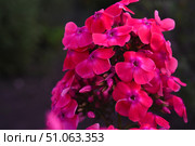 Pink phlox flowers in the garden. Pink bouquet of small flowers. Стоковое фото, фотограф Valeriy Lushchikov / Фотобанк Лори