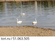 Three graceful white swans glide gently through the calm waters of a lake near a pebbled shore. Стоковое фото, фотограф Виктор Ветошкин / Фотобанк Лори