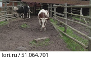Cows grazing in farm enclosure. Стоковое видео, видеограф Андрей Знаменский / Фотобанк Лори