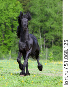 Beautiful black friesian horse galloping in the summer green meadow. Прекрасный черный конь фризской породы скачет галопом по летнему зеленому лугу. Стоковое фото, фотограф Михаил Кондрашов / Фотобанк Лори