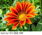 Цветы. Сад. Огород. Лето. Дача. Природа. Газания жестковатая.  Gazania rigens. Стоковое фото, фотограф Владимир Зыбин / Фотобанк Лори