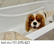 Beautiful King Charles spaniel, English toy spaniel in the bathroom, dog washes paws. Стоковое фото, фотограф Соболева Наталия / Фотобанк Лори