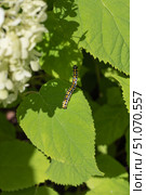 Гусеница капюшонницы салатной (Cucullia lactucae) на листе гортензии Caterpillar (Cucullia lactucae) on a hydrangea leaf. Стоковое фото, фотограф Краснова Ирина / Фотобанк Лори