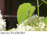 Гусеница капюшонницы салатной (Cucullia lactucae) на листе гортензии Caterpillar (Cucullia lactucae) on a hydrangea leaf. Стоковое фото, фотограф Краснова Ирина / Фотобанк Лори