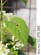 Гусеница капюшонницы салатной (Cucullia lactucae) на листе гортензии Caterpillar (Cucullia lactucae) on a hydrangea leaf. Стоковое фото, фотограф Краснова Ирина / Фотобанк Лори