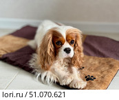 Beautiful King Charles spaniel, English toy spaniel at home. Стоковое фото, фотограф Соболева Наталия / Фотобанк Лори