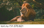 A majestic lion basking in the warm afternoon sun, showcasing its impressive mane and powerful presence. Стоковое AI-видео, аниматор Данила Большаков / Фотобанк Лори
