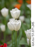 A close-up of white tulips against a softly blurred backdrop of green leaves and orange flowers. The central bud in focus opens up to reveal delicate petals with subtle texture. The other flowers create a soft background, highlighting the delicate beauty of the main tulip. A fragment of a red flower is visible in the lower left corner, adding contrast and vibrancy to the composition. The photograph conveys the freshness of spring, harmony and grace of nature. Стоковое фото, фотограф Анна Кривицкая / Фотобанк Лори