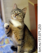 A close-up of a cute tabby cat with a white chest and green eyes, sitting indoors. The cat has his head slightly tilted and one front paw raised, as if greeting or trying to get attention. Soft, diffused light highlights the texture of his fur and the expressiveness of his gaze. In the background, a warm, blurred interior creates a cozy atmosphere. The photo conveys the friendly nature and charming behavior of the pet. Стоковое фото, фотограф Анна Кривицкая / Фотобанк Лори