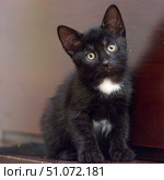 A cute black kitten with a small white mark on his chest and belly sits with his head slightly tilted, looking intently at the camera with his large yellow-amber eyes. His shiny, smooth fur emphasizes the contrast between the black and white, creating a striking and expressive image. The background is soft and neutral, allowing all the attention to be focused on the kitten. The animal's pose conveys curiosity and trust, and the slight tilt of his head adds charm and tenderness to the frame. Стоковое фото, фотограф Анна Кривицкая / Фотобанк Лори