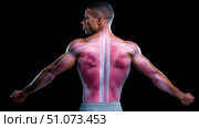 Muscular system of athletic male showing back and arms muscles. Стоковое AI-изображение, AI-художник Юрий Поздников / Фотобанк Лори
