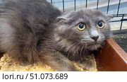 A fluffy gray cat with bright yellow eyes and flattened ears sits in a plastic litter box with wood filler. The animal looks wary, eyes wide and tensely pressed against the edge of the box. The fur is thick and soft, with a slight silvery sheen. In the background, metal cage bars and blurred interior elements are visible, which creates the feeling that the cat is at a show, in a shelter, or in temporary care. Стоковое фото, фотограф Анна Кривицкая / Фотобанк Лори