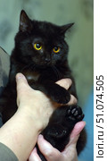A black cat with shiny short fur and large amber eyes is in the arms of a person. Her ears are perked up, and her gaze is focused and attentive. Her paws are neatly tucked in, with pads and claws clearly visible. Soft lighting emphasizes the smoothness and depth of the black color, as well as the contrast with the bright eyes. In the background there is a blurred background in calm tones, which highlights the cat as the main subject of the frame. Стоковое фото, фотограф Анна Кривицкая / Фотобанк Лори