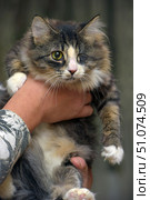 A fluffy tricolor cat with one eye is in the arms of a person. Its thick fur has a combination of black, brown, cream and white colors. The healthy eye is bright yellow with an attentive look, the second eye is missing, which gives the animal a special touching and unique appearance. The paws are white, the muzzle is expressive with a pink nose. In the background there is a soft blurry background, allowing you to focus on the cat. The picture conveys an atmosphere of care and acceptance of animals with special needs. Стоковое фото, фотограф Анна Кривицкая / Фотобанк Лори