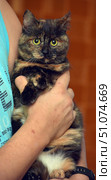 A close-up of a calico (tortoiseshell) cat with bright yellow eyes being held. Her fur is thick, with the characteristic black, red and cream color combination of the tortoiseshell coloring. The cat looks directly at the camera with a curious and slightly wary expression. In the foreground are the hands of a person gently holding the pet close, creating a feeling of care and warmth. The background is a soft, washed-out, warm shade that emphasizes the richness of the cat's coloring. Стоковое фото, фотограф Анна Кривицкая / Фотобанк Лори