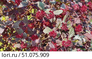 A bush with red flowers is in front of a green background. Стоковое видео, видеограф Ярославский Максим / Фотобанк Лори