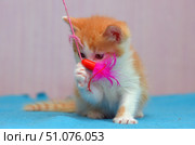 A cute ginger and white kitten plays with a toy on a string. The toy consists of a red plastic element and a bright pink feather, which caught the baby's attention. The kitten sits on a blue surface, intently pressing the toy with its paw and sniffing it. In the background is a soft, blurred background of a delicate pink shade, creating a cozy and warm atmosphere. Стоковое фото, фотограф Анна Кривицкая / Фотобанк Лори