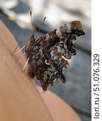 A close-up photo of a butterfly sitting on human skin. The insect's wings have a complex camouflage pattern with shades of brown, green and beige, and a jagged shape along the edges. A white C-shaped pattern is visible on the hind wing. The butterfly holds tightly to the skin with its thin legs, and its antennae point forward. The background is blurred, allowing attention to be focused on the details of the wings and the texture of the insect. The photo conveys the natural beauty and intricacy of the wing pattern up close. Стоковое фото, фотограф Анна Кривицкая / Фотобанк Лори