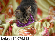 A tabby kitten plays with a bright purple necklace while sitting on a shiny cream satin fabric with a floral print in orange and pink tones. The kitten's eyes are directed downwards, and he curiously touches the beads with his paw and nose. The soft sheen of the fabric and the rich colors of the beads create a contrast with the animal's soft fur. The atmosphere of the photo is warm and cozy, with elements of playfulness and homeliness, and the scene itself resembles a staged photo shoot for pets. Стоковое фото, фотограф Анна Кривицкая / Фотобанк Лори