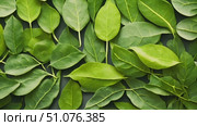 Lush Carpet of Fresh Green Leaves: A Natural Botanical Flat Lay. Ideal for wellness branding, print, or eco-conscious concepts. Стоковое AI-видео, аниматор Данила Большаков / Фотобанк Лори
