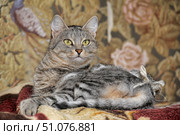 A beautiful domestic cat with bright yellow eyes and thick short fur with a distinct gray-brown tiger pattern. The animal lies on a soft blanket with burgundy and beige elements, with its paws relaxed. In the background, a tapestry with a floral pattern in warm tones - gold, brown and pink - is visible, which gives the photo a cozy, homely atmosphere. The cat looks straight ahead with an attentive and confident expression, creating an impression of calm and dignity. Стоковое фото, фотограф Анна Кривицкая / Фотобанк Лори