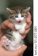 A charming little kitten with white striped fur is in the hands of a person. The kitten's face expresses curiosity and slight surprise, its mouth is slightly open, as if it is meowing something. Blue eyes give the look a special touchingness and defenselessness. Soft fur is fluffy, with white paws and chest, and the striped back adds contrast. In the background there is a blurred background, which emphasizes the main object - a tiny pet. The frame conveys an atmosphere of care, tenderness and affection, ideal for the theme of pets, animal protection and cute moments. Стоковое фото, фотограф Анна Кривицкая / Фотобанк Лори