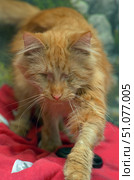 A close-up of a ginger longhaired cat with his eyes closed, symbolizing blindness. The soft, thick fur of a golden-red hue shimmers in the light, and the long white whiskers emphasize the expressiveness of the muzzle. The cat stretches his paw forward, taking a step on the red blanket, which creates a sense of movement and caution. In the background are blurred stones and greenery, adding naturalness to the frame. The photo conveys warmth, tenderness and respect for special animals that require care and love. Стоковое фото, фотограф Анна Кривицкая / Фотобанк Лори