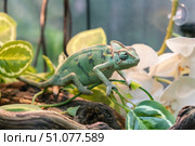 Portrait of a green chameleon on a branch of a tropical plant. Стоковое фото, фотограф Ветерцовская Галина Валериевна / Фотобанк Лори