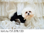 A white lapdog dog in a black tailcoat stands against a background of white fabric. Home decorative animals. Стоковое фото, фотограф Наталия Кирсанова / Фотобанк Лори