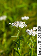 Тысячелистник обыкновенный (лат. Achillea millefolium) Стоковое фото, фотограф Александр Тараканов / Фотобанк Лори