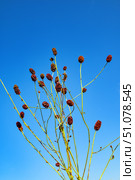Кровохлёбка лекарственная (Sanguisorba officinalis) на фоне неба. Стоковое фото, фотограф Александр Тараканов / Фотобанк Лори