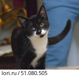 A young black and white cat with an expressive face stands with his head slightly bowed and looks straight into the camera. One eye of the cat is bright yellow, the other is cloudy, with obvious signs of vision loss, which makes the image unique and touching. The black fur with shine contrasts with the white areas on the chest, muzzle and paws. The background is slightly blurred, in it you can see interior details in warm and blue tones, which emphasizes the figure of the animal. The pose of the cat is curious and trusting, the tail is gracefully raised up. The photo conveys the tenderness and fragility of a special pet, as well as the warmth of the home environment. Стоковое фото, фотограф Анна Кривицкая / Фотобанк Лори