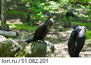 Great cormorants resting on rocks in a sunlit forest in Shkotovo, Primorsky Krai, Russian Far East, surrounded by lush summer greenery. Стоковое фото, фотограф Татьяна Терехина / Фотобанк Лори