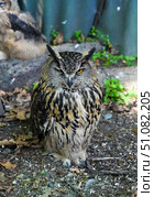 Eurasian eagle-owl standing on the ground with piercing yellow eyes in Shkotovo, Primorsky Krai, Russian Far East. Majestic bird of prey with ear tufts. Стоковое фото, фотограф Татьяна Терехина / Фотобанк Лори