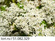 Creamy white Clematis hexapetala flowers appear in crisp close-up revealing six-petaled star blooms and fresh green foliage of this shrubby clematis. Стоковое фото, фотограф Татьяна Терехина / Фотобанк Лори