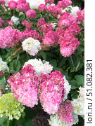 Hydrangea paniculata, Hydrangea paniculata Vanille Fraise grow in the garden. Стоковое фото, фотограф Татьяна Васильева / Фотобанк Лори